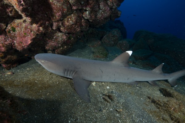 Manta by Michael Brown